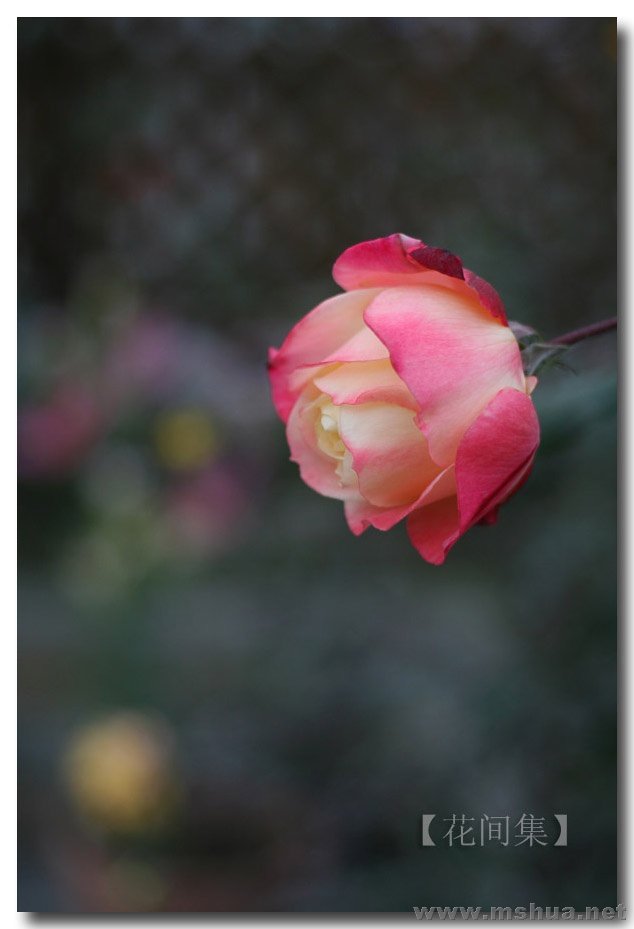 IMG_8981 ����.jpg