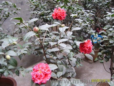 S8001287-2.jpg