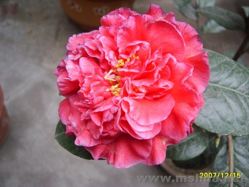 S8001289-2.jpg