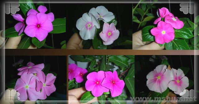 DSCN9506.jpg