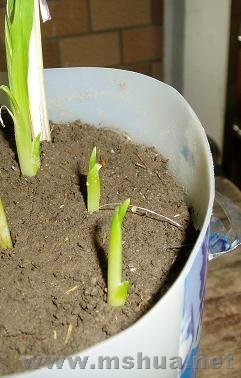 ������С�������