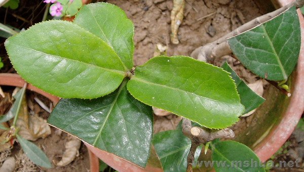 �����Ϲ�ҶƬ