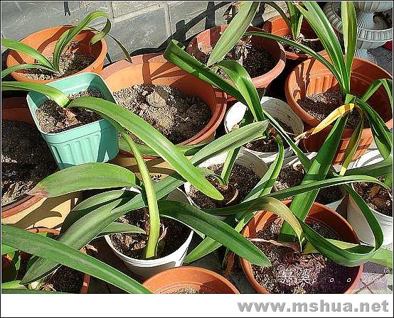 һȺ��Χ����ҩɹ̫��