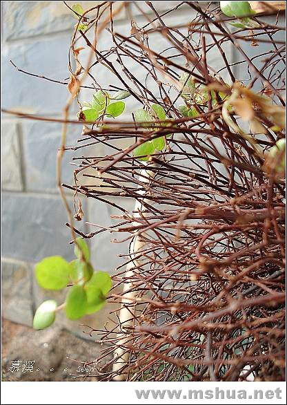 �����ĳ�����Ů���ѱ��������