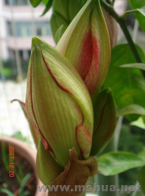 DSC09968_��С��С_��С��С.JPG