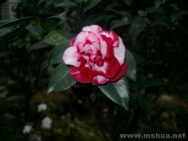 ��Ƭ05262007 070.jpg13.jpg