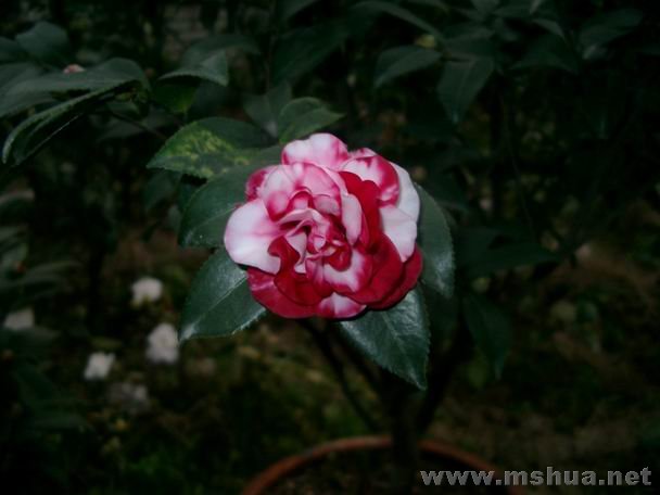 ��Ƭ05262007 073.jpg15.jpg