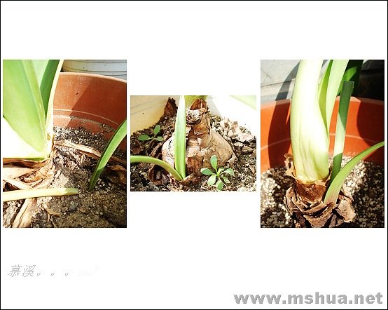 ����С����