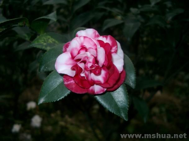 ��Ƭ05262007 071.jpg12.jpg