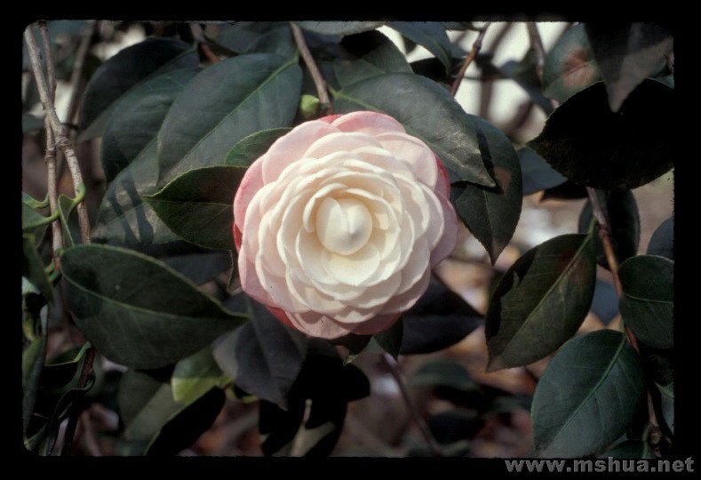 commander mulroy1.jpg