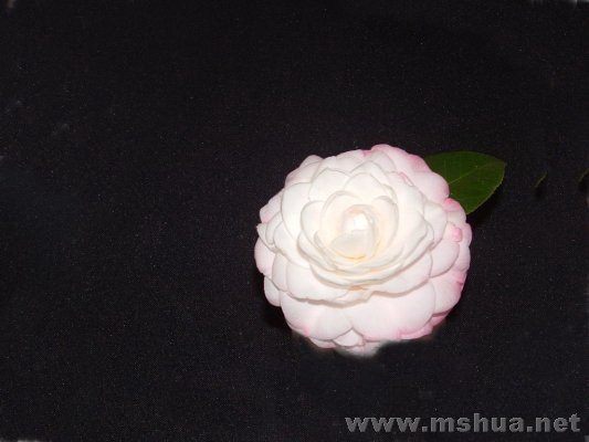 COMMANDER MULROY2.jpg