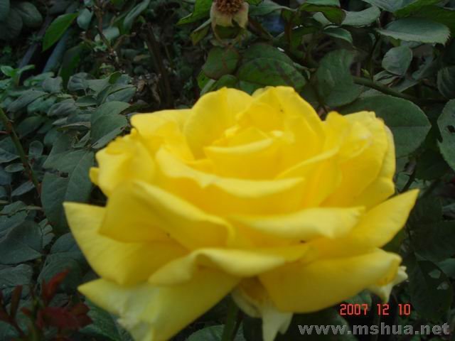 ������С DSC03775.JPG