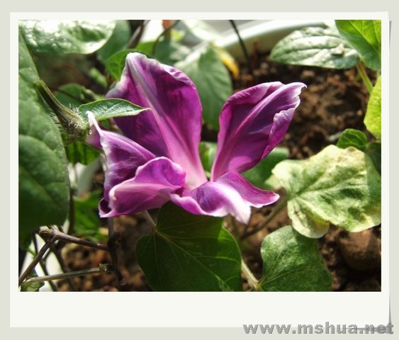 ������С DSCF0005.jpg