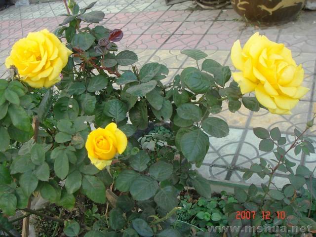 ������С DSC03776.JPG