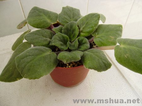 ���ǲ˲�������¶������