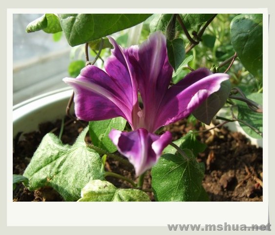 ������С DSCF0001.jpg