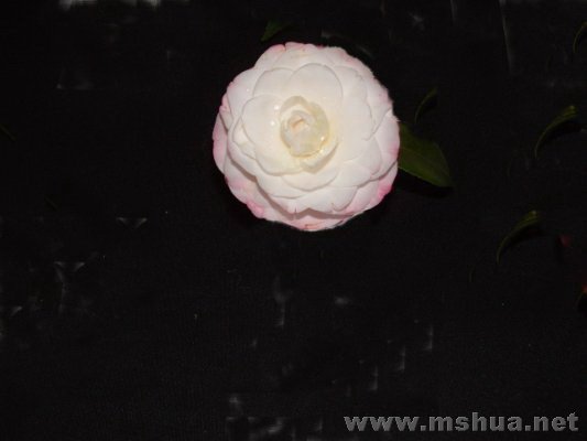 COMMANDER MULROY13.jpg