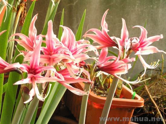 Rosario(�_�_��W) 1.JPG