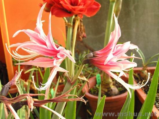 Rosario(�_�_��W) 3.JPG