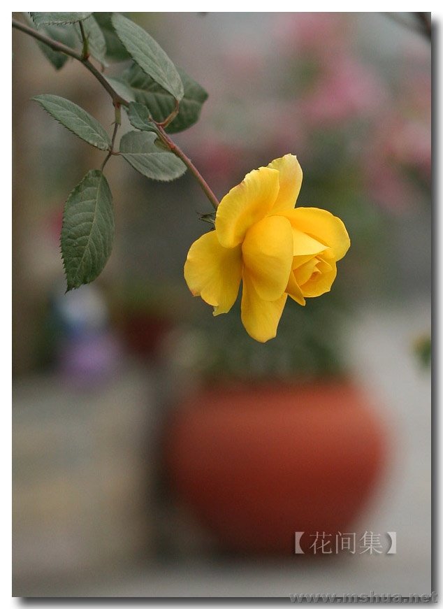 IMG_0105 ����.jpg