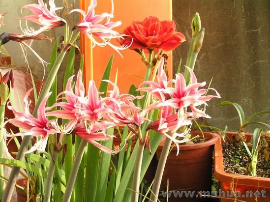 Rosario(�_�_��W) 2.JPG