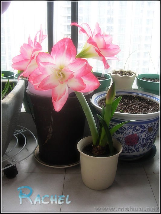 DSCN8353111.jpg