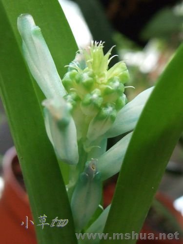Lachenalia Virdiflara-1.jpg