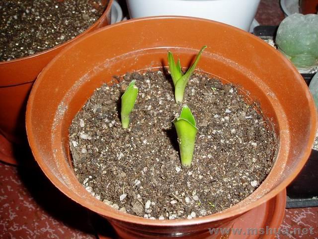 ������С 071223�Ȼ���.JPG