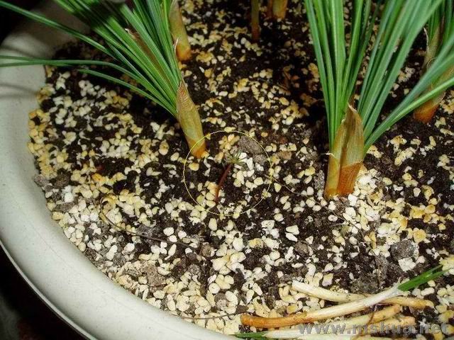 ������С 071201��Ҷ��.jpg