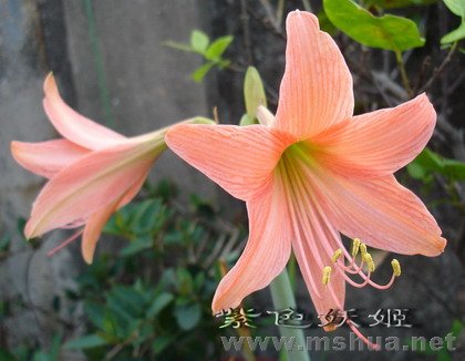 ̩����04867-1_resize.jpg