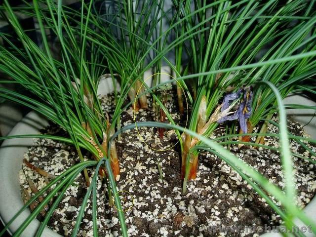 ������С 071223�غ컨&��Ҷ��.JPG