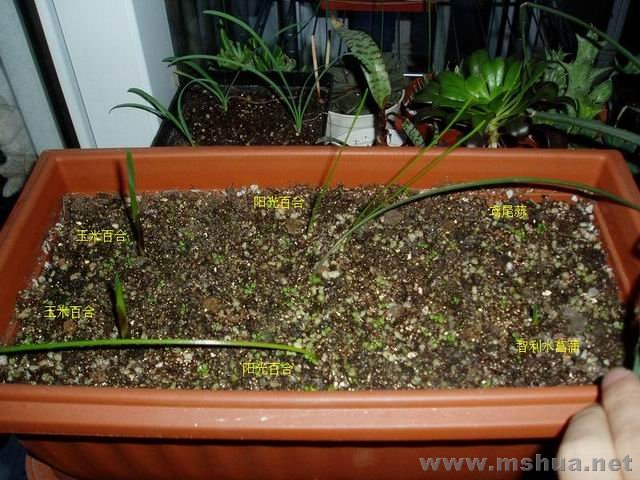 ������С 071223�������.JPG