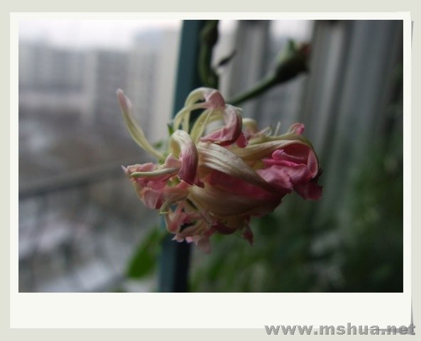 ������С ����ţ6.jpg