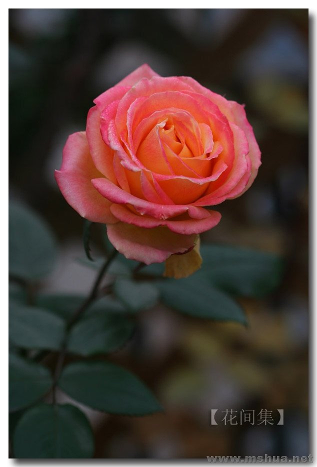 IMG_0019 ����.jpg