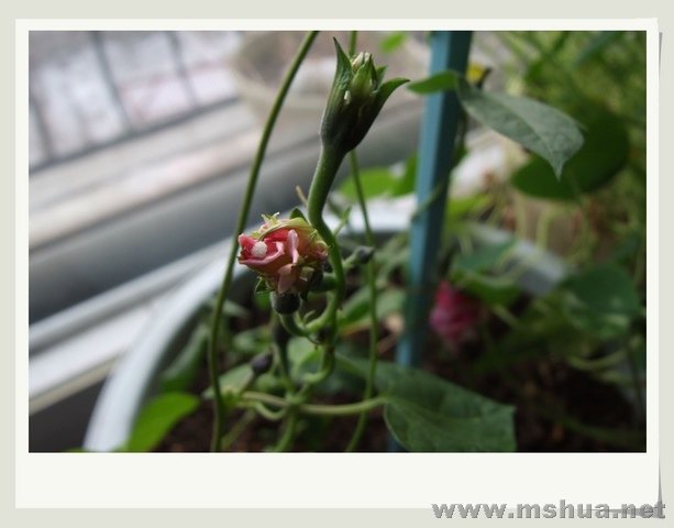 ������С ����ţ3.jpg