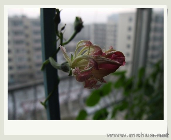 ������С ����ţ4.jpg