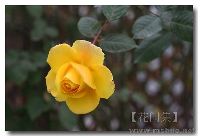 IMG_0039 ����.jpg