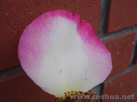 ������С DSC00614.JPG