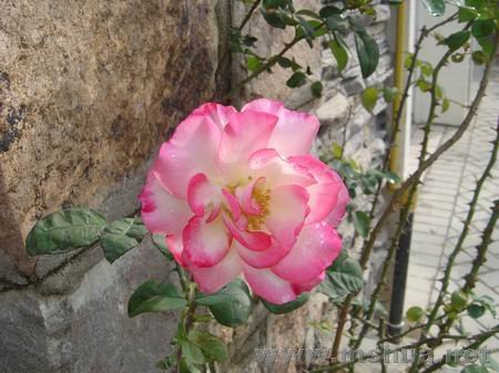 ������С DSC00598.JPG