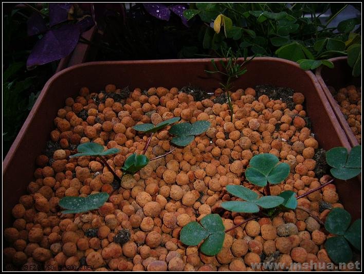 �� ��-2007.12.26_nEO_IMG.jpg