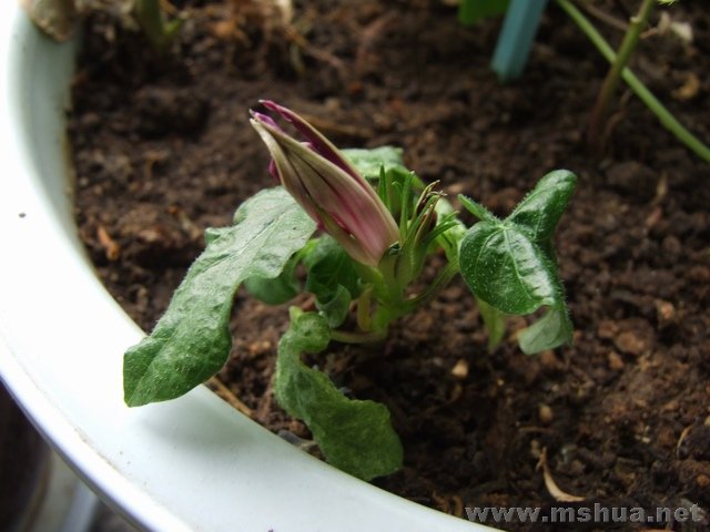 ������С DSCF0008.JPG