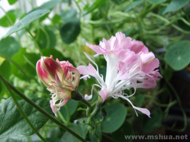 ������С DSCF0005.JPG