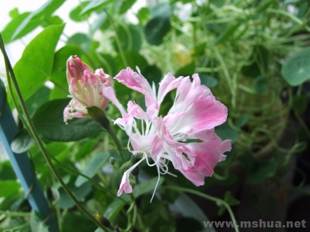 ������С DSCF0002.JPG