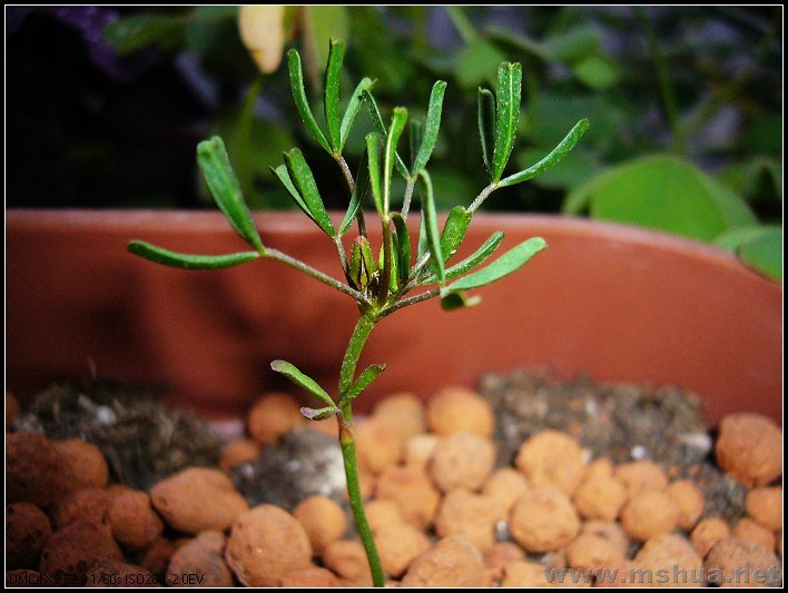 �� �� ˫ɫ-2007.12.26_nEO_IMG.jpg