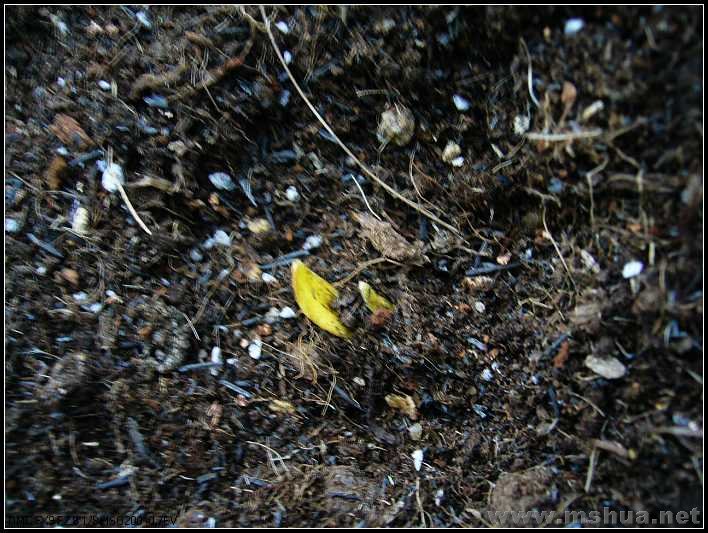 ԭ����ˮ�� ����Q2-2007.12.26_nEO_IMG.jpg