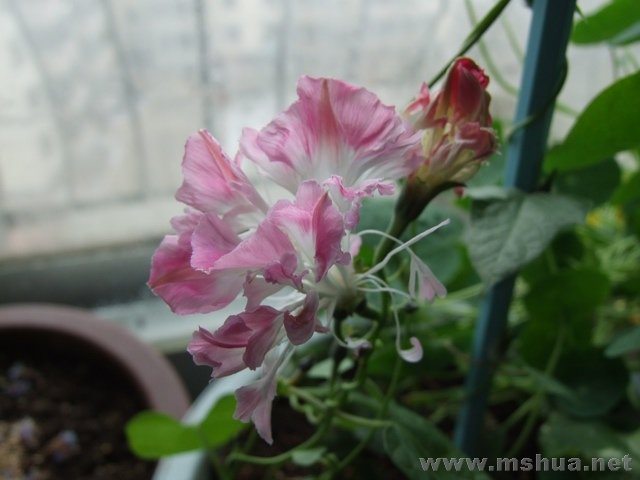 ������С DSCF0001.JPG