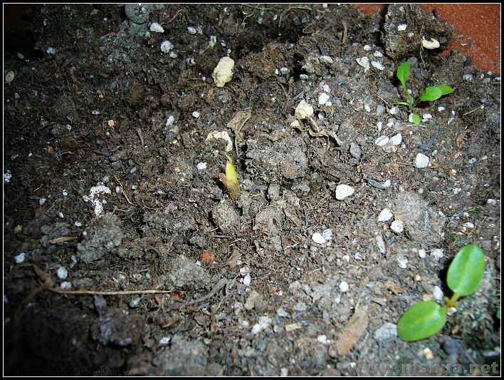 ������ è��-12.26.jpg