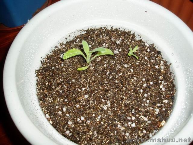 ������С 071227��Ŀ��.JPG