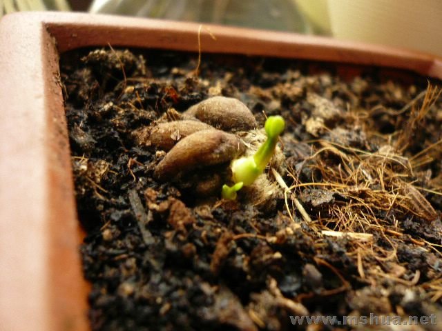 ���Ҳ���������ëݢ����ѿ