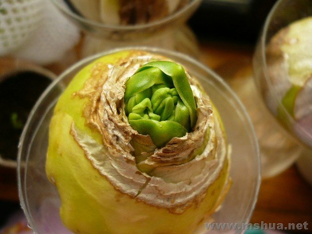 ���ں�����ϲ��